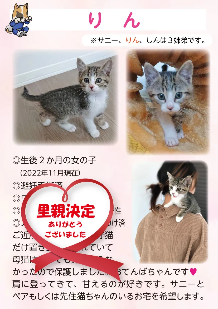 君津、保護猫