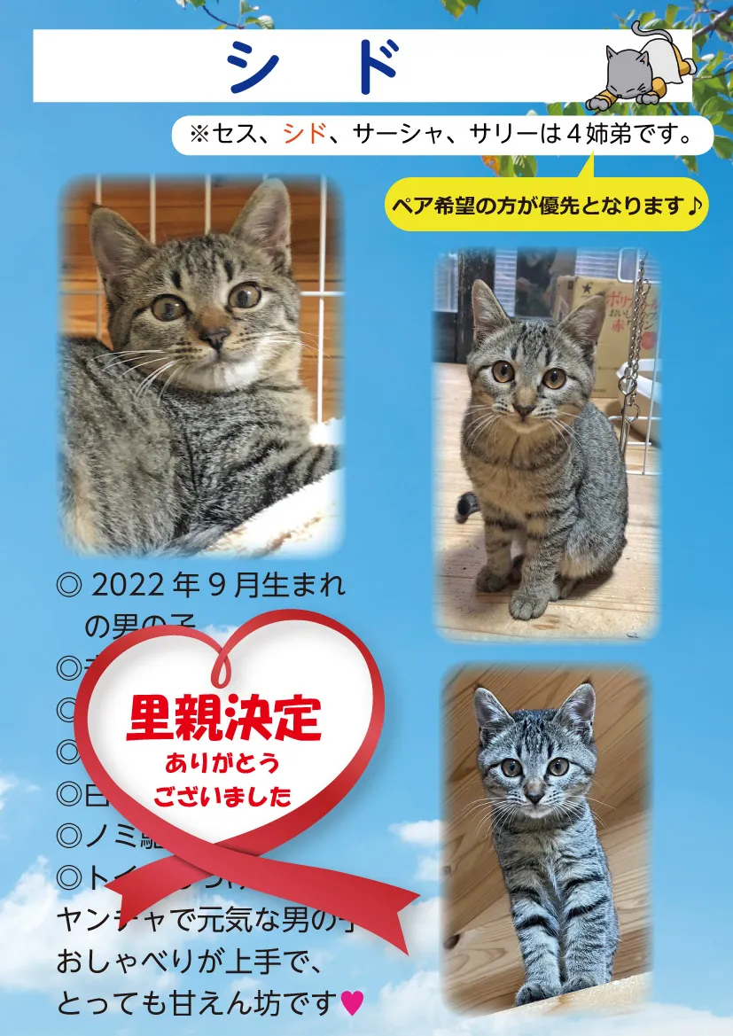 君津、保護猫