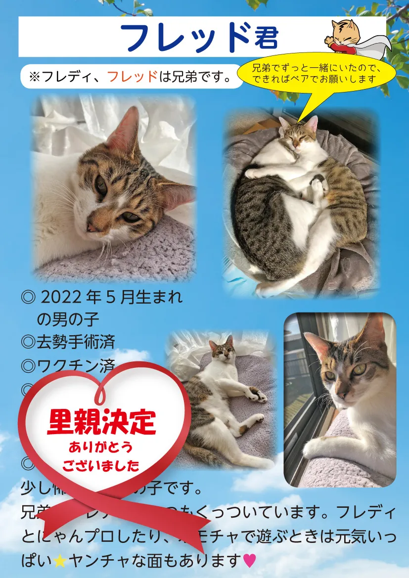 君津、保護猫