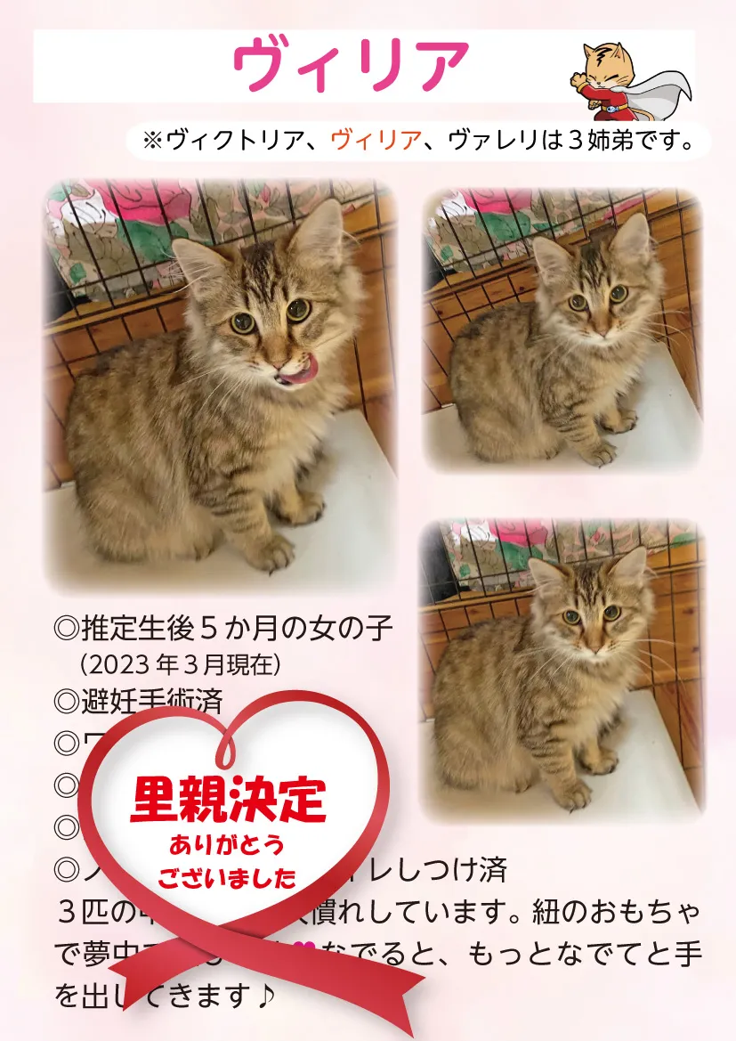 君津、保護猫