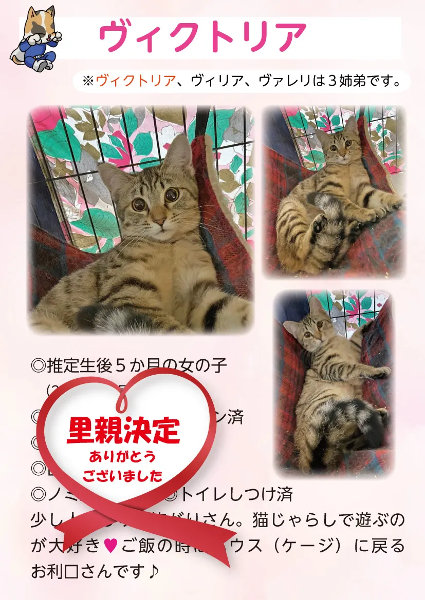 君津、保護猫