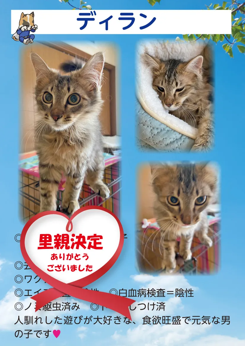 君津、保護猫