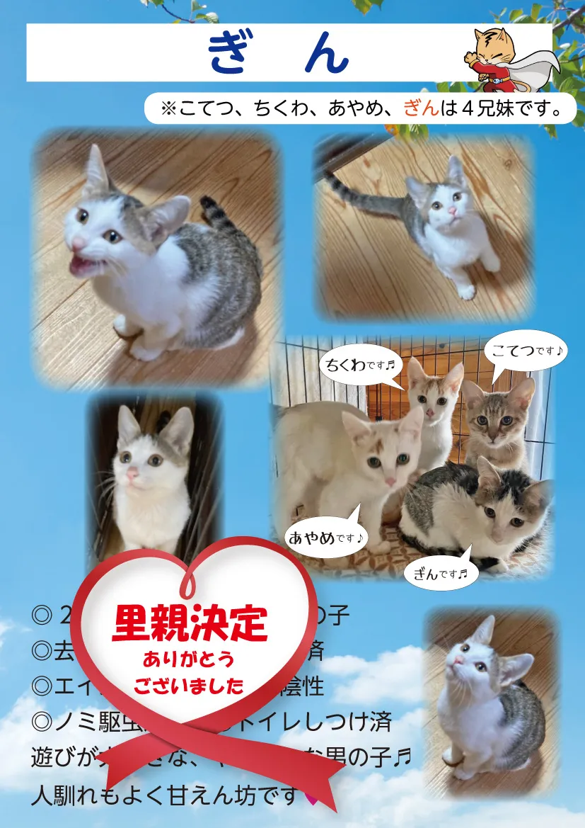 君津、保護猫