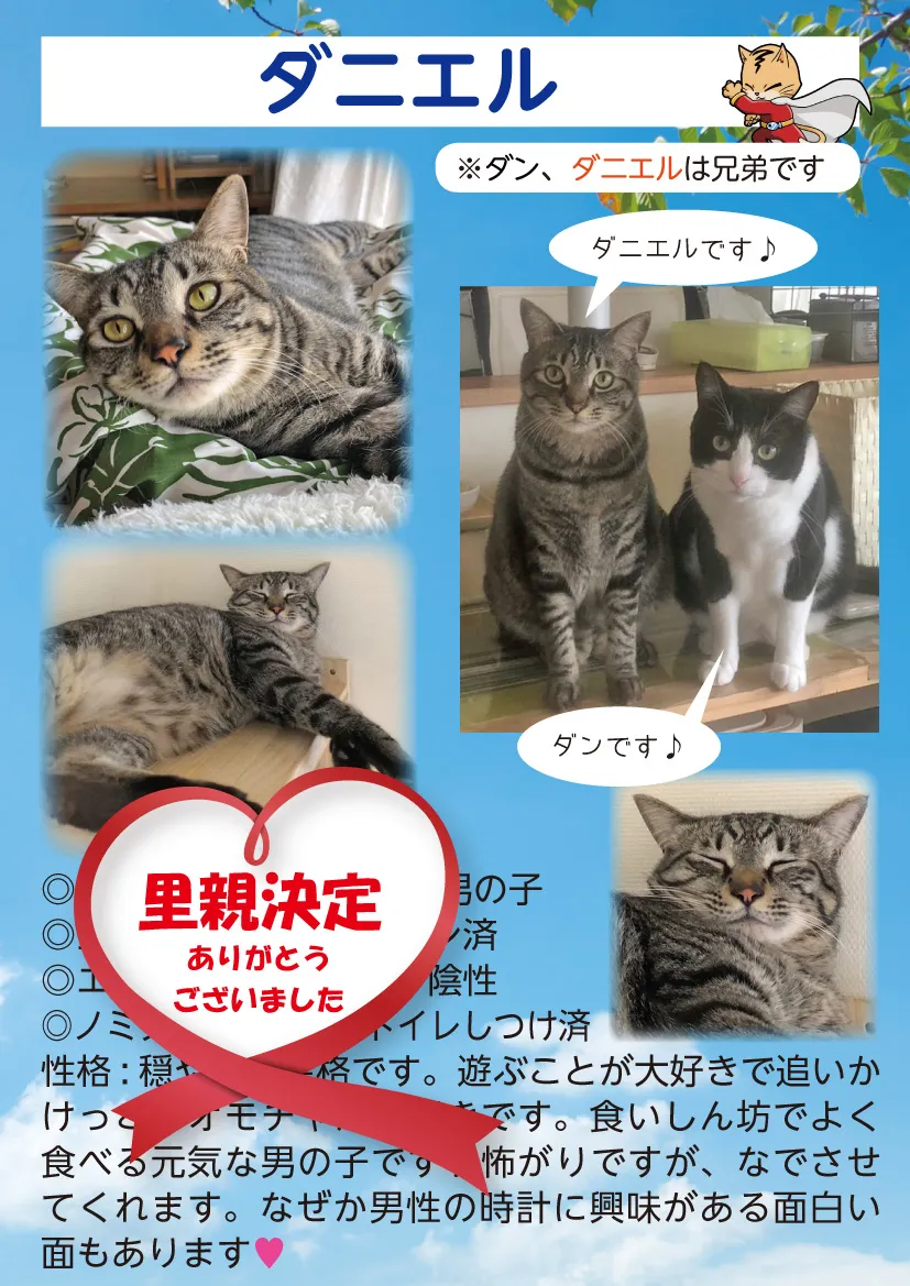 君津、保護猫
