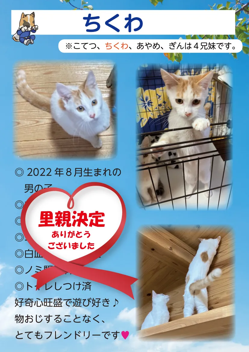 君津、保護猫