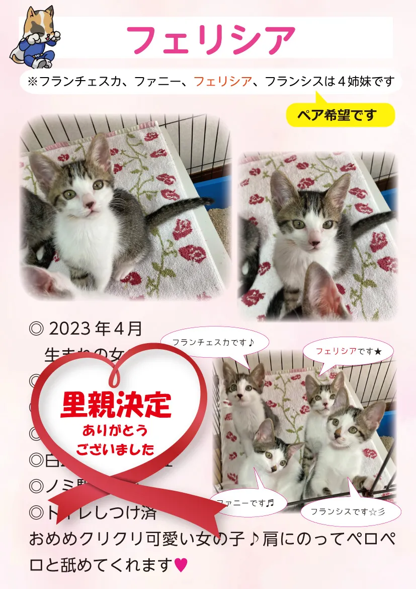 君津、保護猫