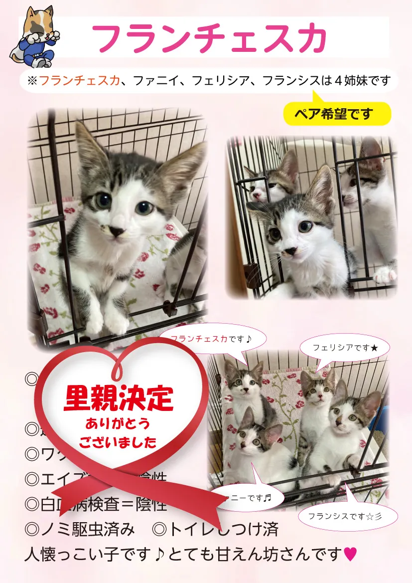 君津、保護猫