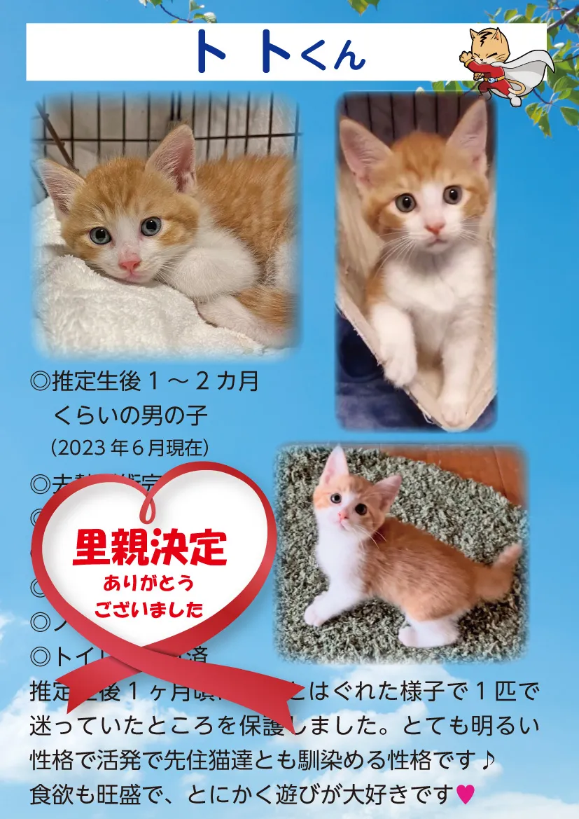 君津、保護猫