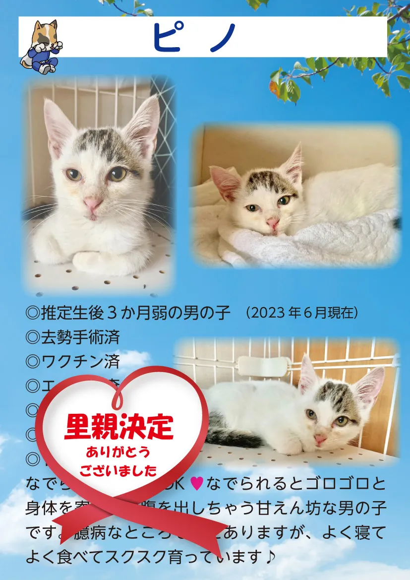 君津、保護猫