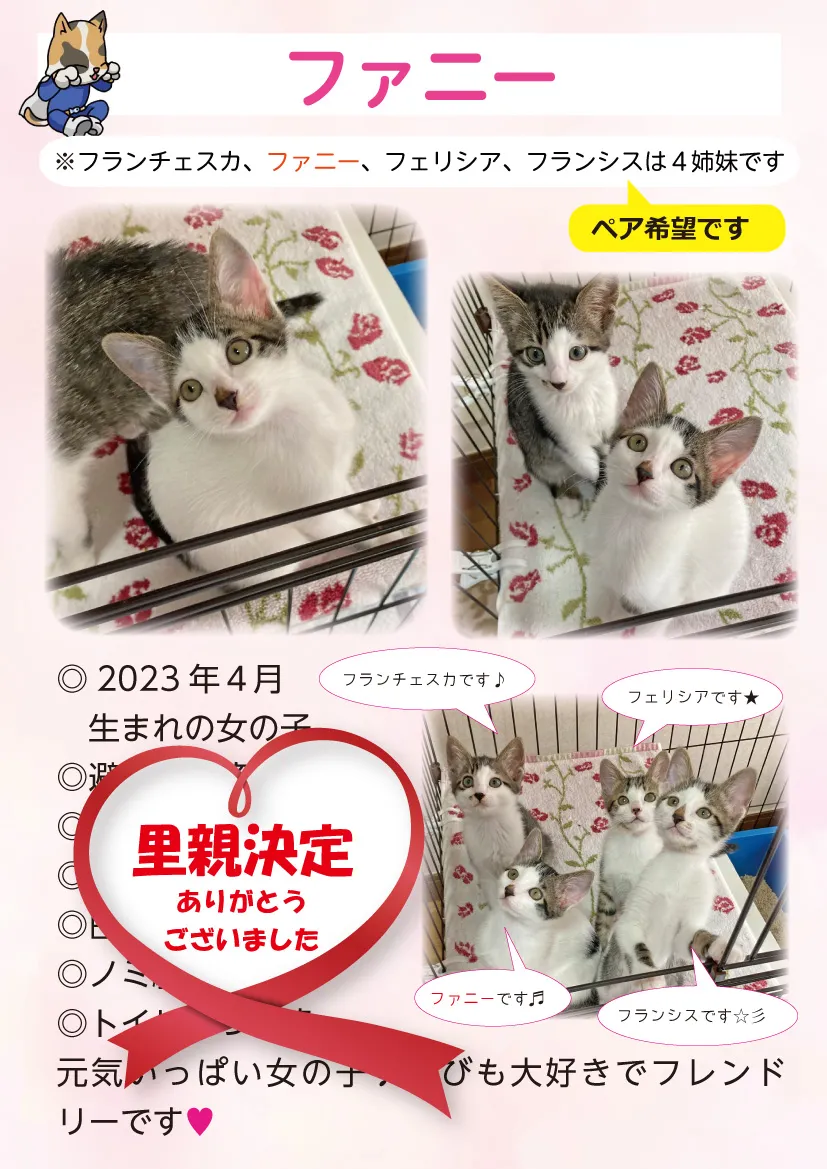 君津、保護猫