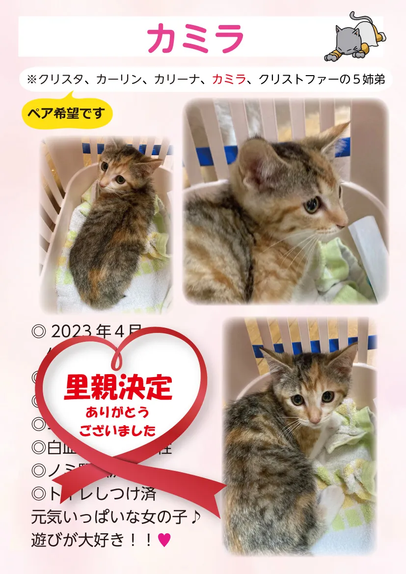 君津、保護猫