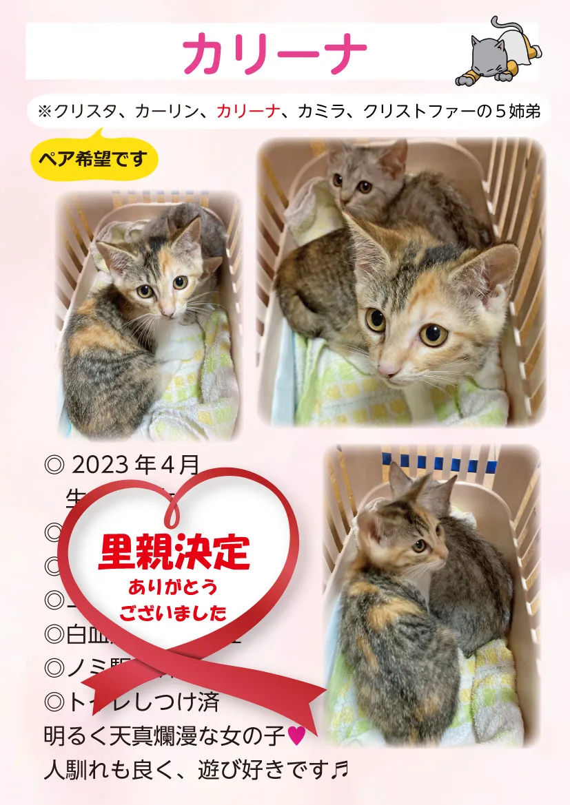 君津、保護猫