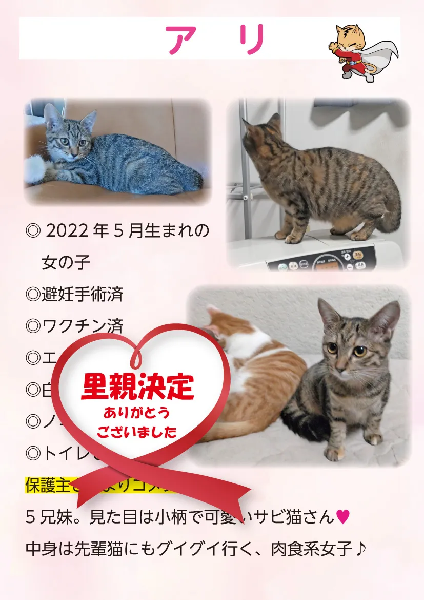 君津、保護猫