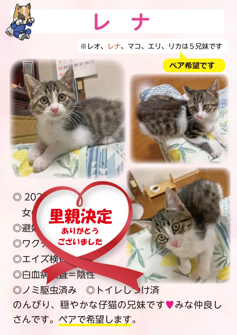 君津、保護猫