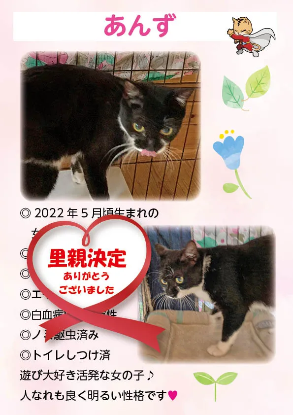君津、保護猫
