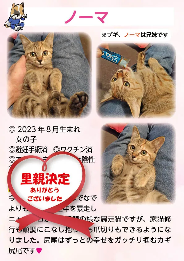 君津、保護猫