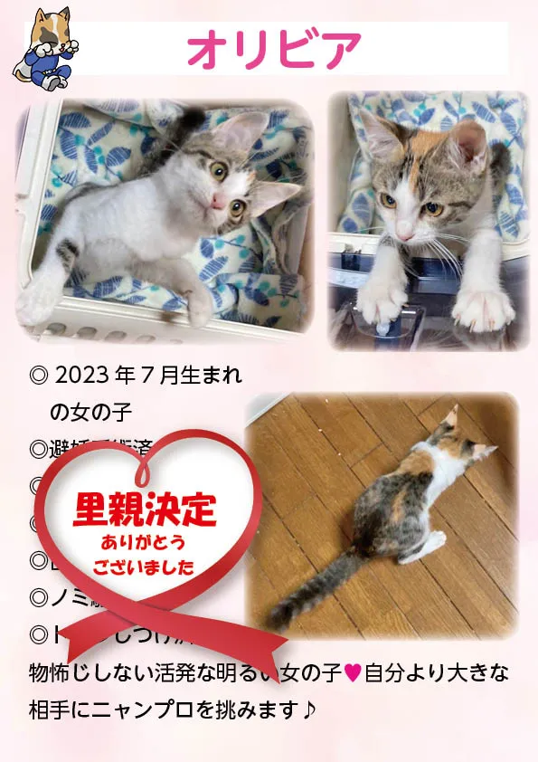 君津、保護猫