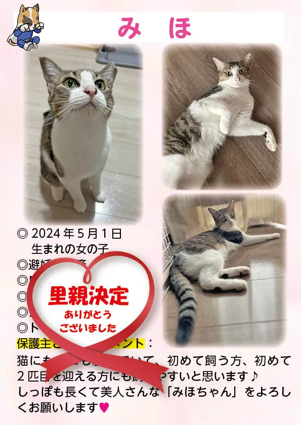 君津、保護猫