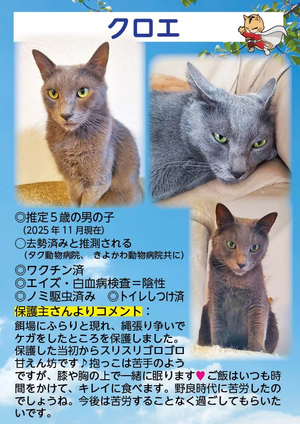 君津、保護猫