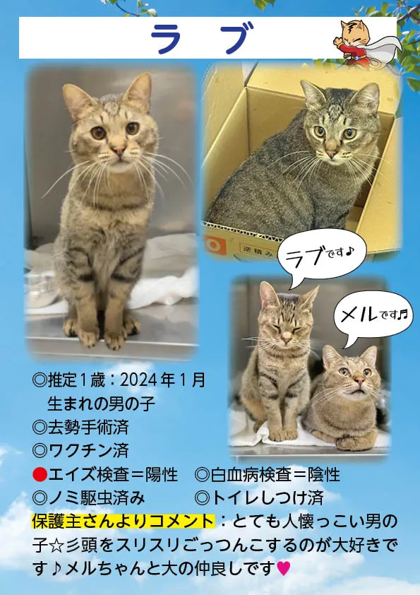 君津、保護猫