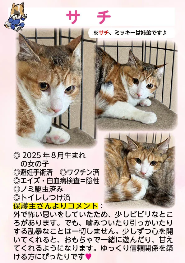 君津、保護猫