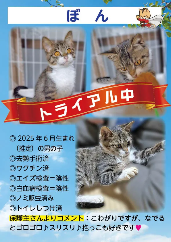 君津、保護猫