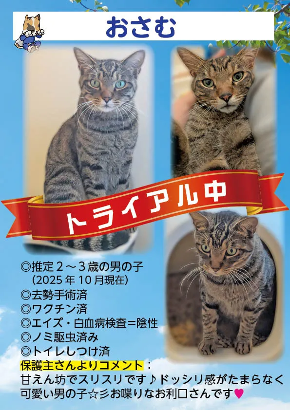 君津、保護猫