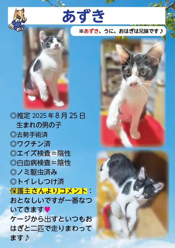 君津、保護猫