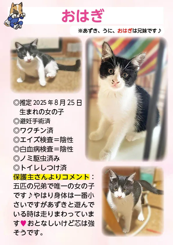 君津、保護猫