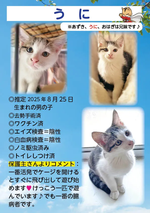 君津、保護猫
