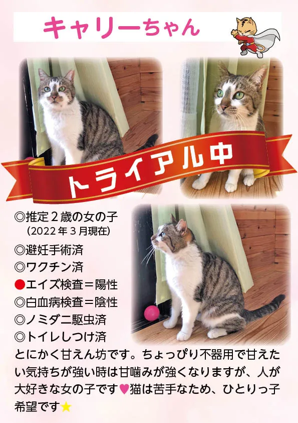 君津、保護猫