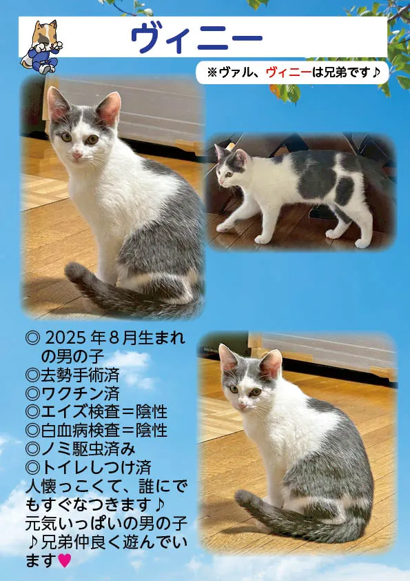 君津、保護猫