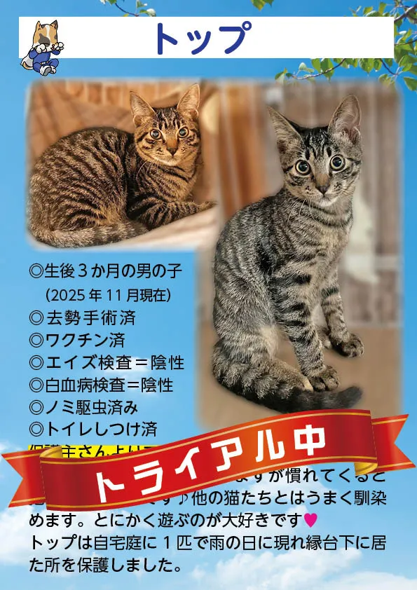 君津、保護猫