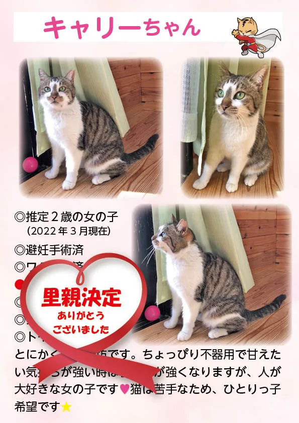 君津、保護猫