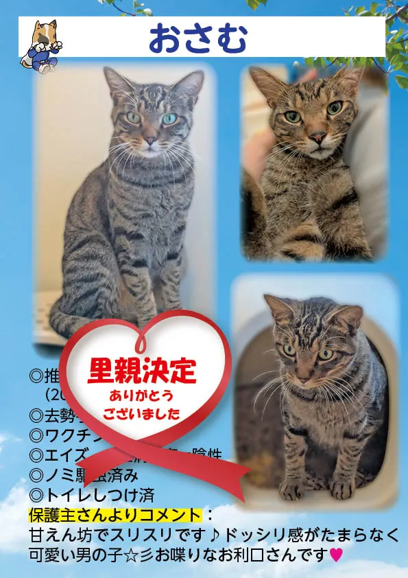 君津、保護猫