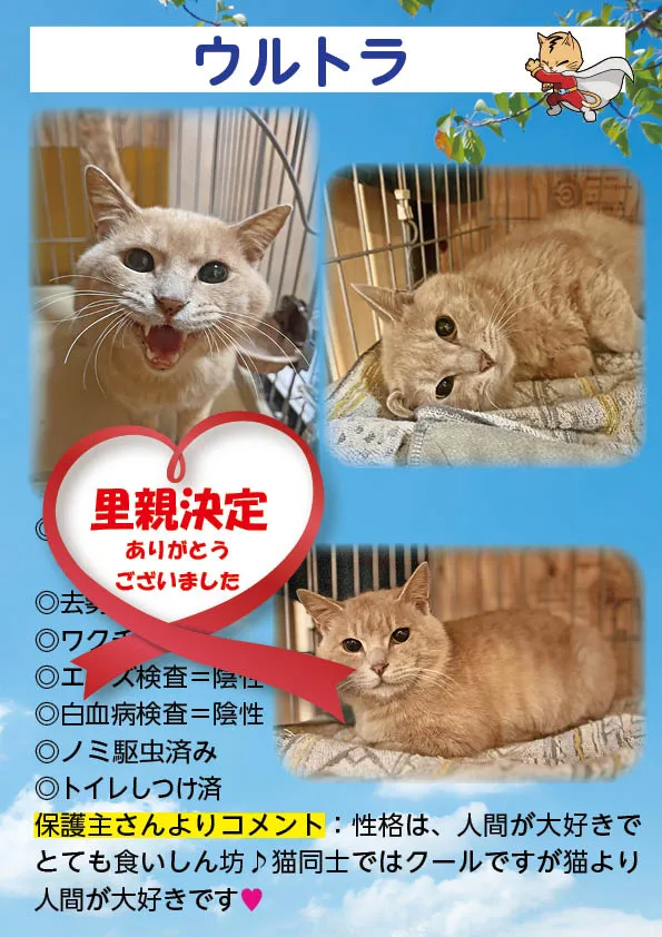 君津、保護猫