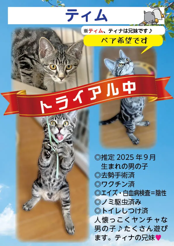 君津、保護猫