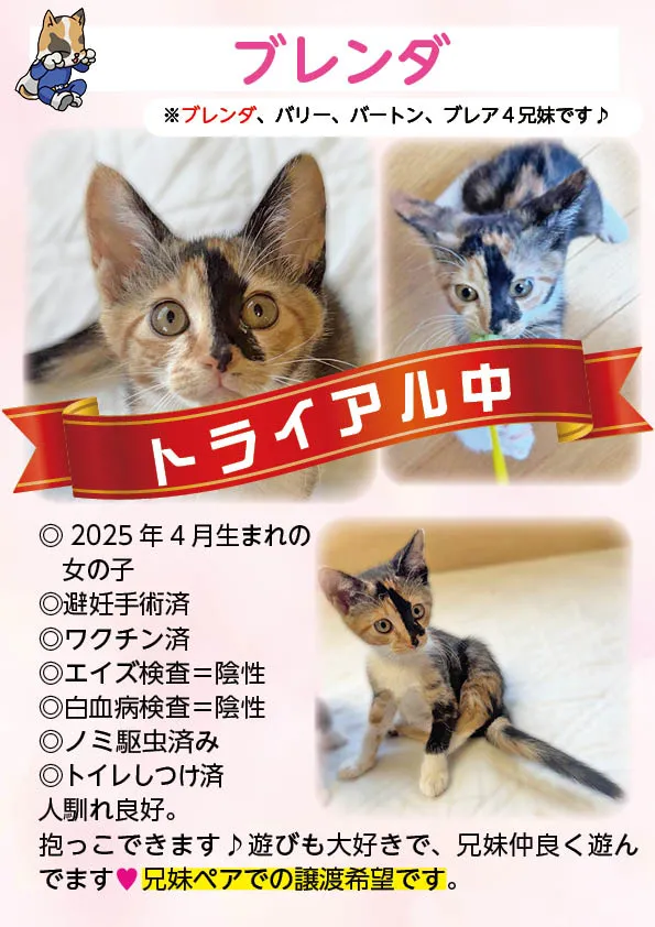 君津、保護猫