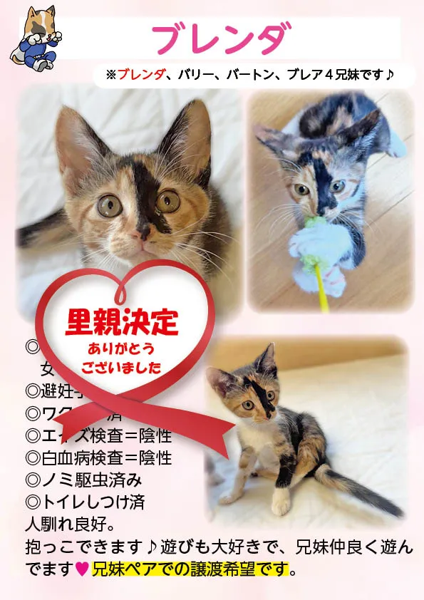 君津、保護猫