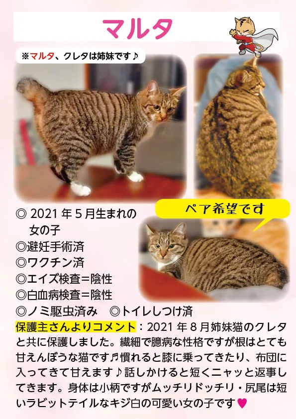 君津、保護猫