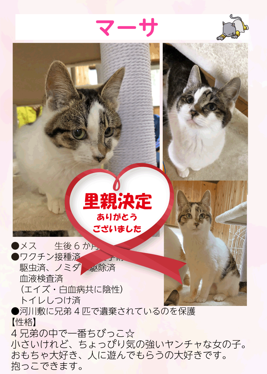 君津、保護猫