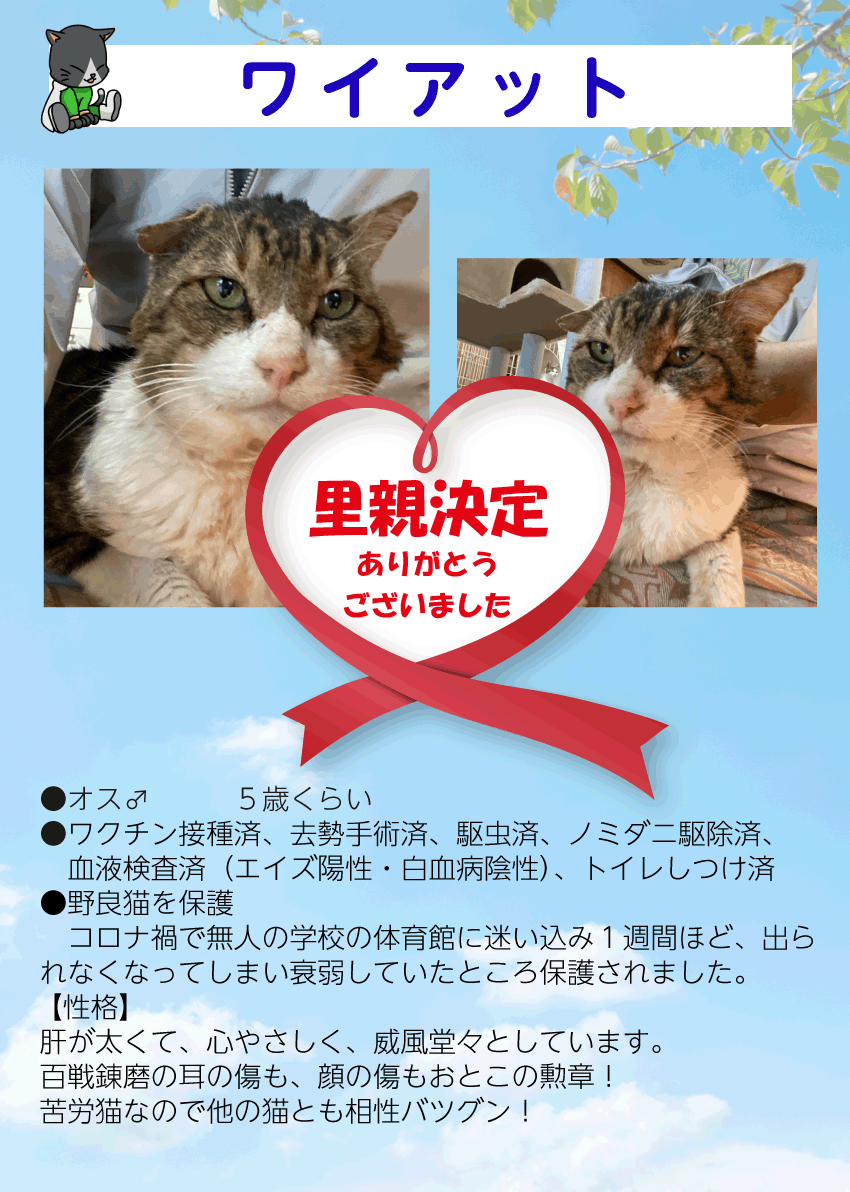 君津、保護猫